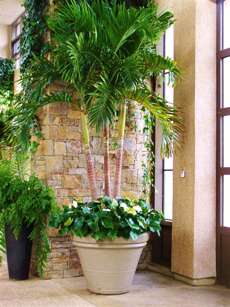 How To Put A Palm Tree In A Pot