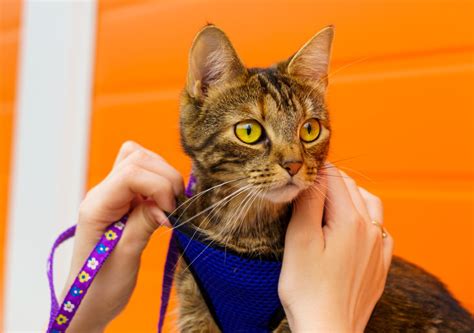 How To Put A Step In Harness On A Cat