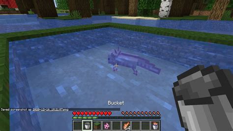 How To Put An Axolotl In A Bucket In Minecraft Bedrock