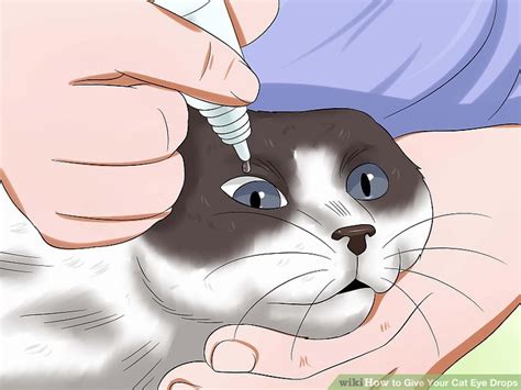 How To Put Eye Drops In A Difficult Cat