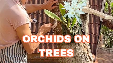 How To Put Orchids In A Tree