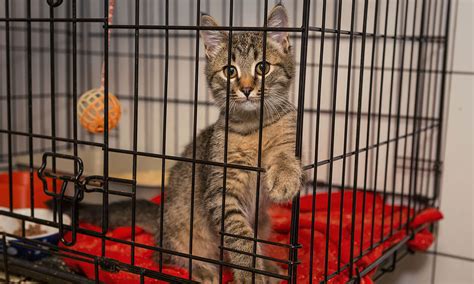 How To Put Your Cat In A Crate