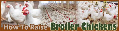 How To Raise Broilers In Nigeria