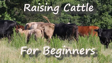 how to raise cattle for beginners