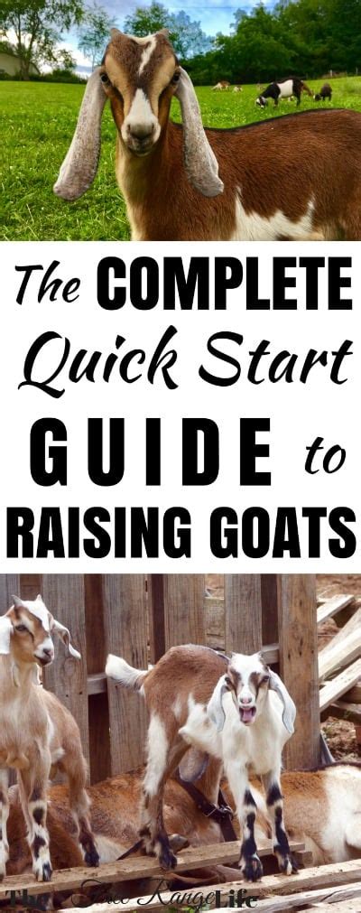 how to raise goats pdf