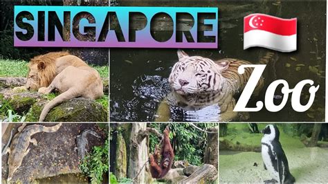 how to reach singapore zoo