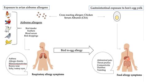 How To React To Egg Allergy
