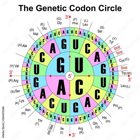 How To Read Circle Codon Chart