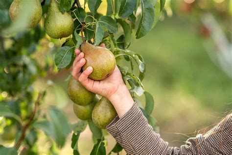 How To Reduce The Height Of A Pear Tree