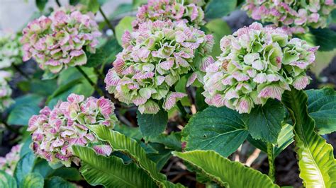 How To Refresh Hydrangeas