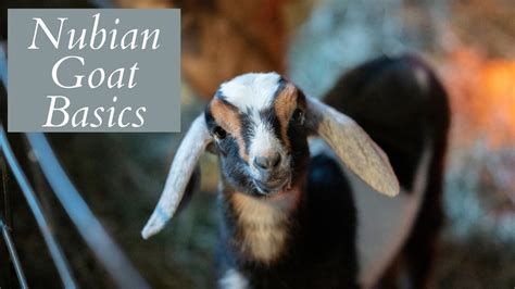 how to register a nubian goat