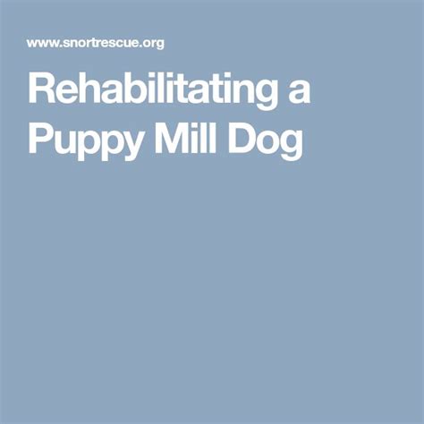 how to rehabilitate a puppy mill dog