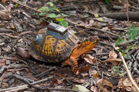 How To Release A Box Turtle Into The Wild