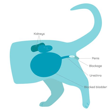 How To Release A Cat's Bladder