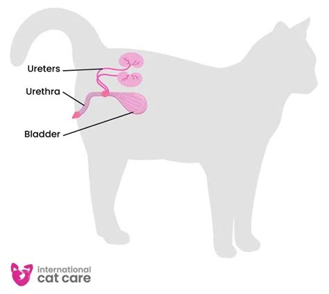 How To Release A Cat S Bladder