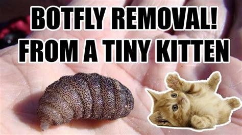 How To Remove A Botfly From Cat