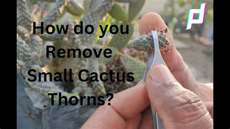 How To Remove A Cactus