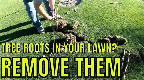 How To Remove A Dead Tree Root