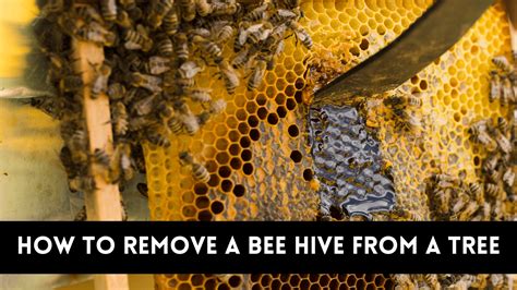 how to remove a hive