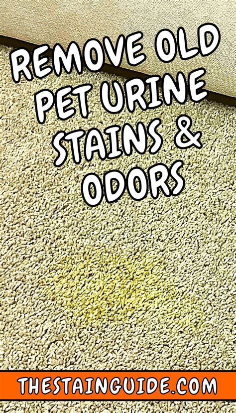 How To Remove A Pee Stain From Carpet