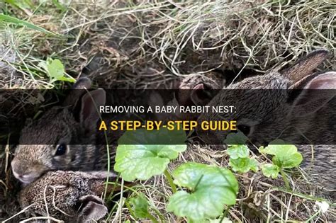 How To Remove A Rabbit Nest