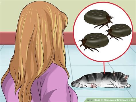 How To Remove A Tick From A Cat Without A Tool