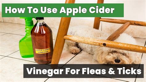 How To Remove A Tick From A Dog With Apple Cider Vinegar