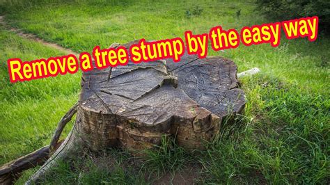 How To Remove A Tree Stump And Roots