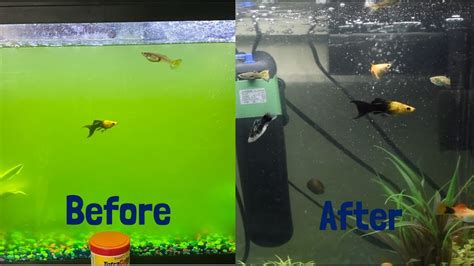 How To Remove Algae Bloom From Tank