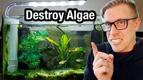 How To Remove Algae From Aquarium