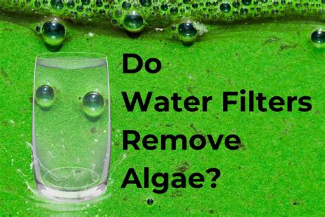 How To Remove Algae From Drinking Water