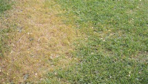 How To Remove Algae From Grass