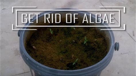 How To Remove Algae From Plant Soil