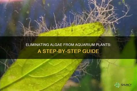How To Remove Algae From Plants