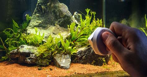 How To Remove Algae From Rocks In Aquarium