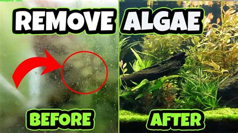 How To Remove Algae From Small Fountain
