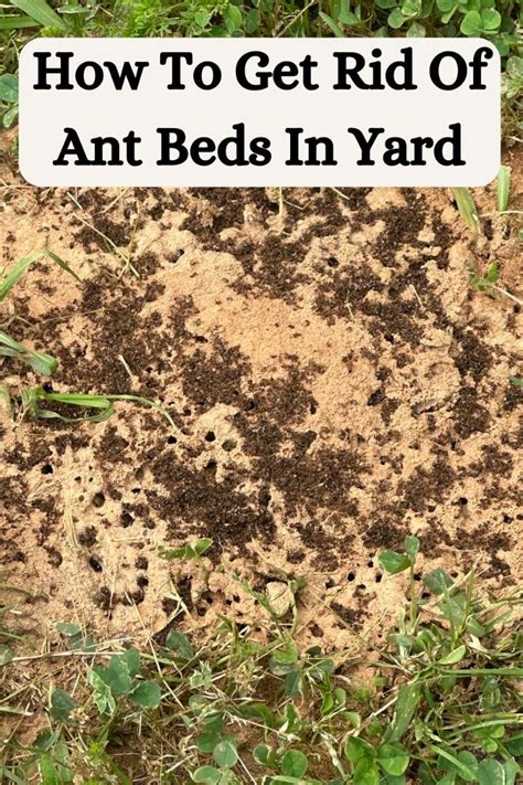 How To Remove Ant Beds