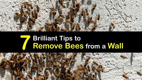 How To Remove Bees Nest From Wall