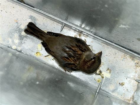 How To Remove Birds From Microwave Vent