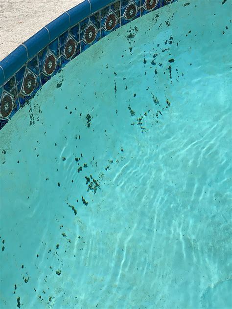 How To Remove Black Spot Algae From Pool