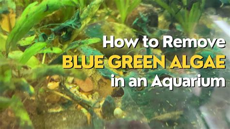 how to remove blue green algae