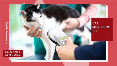 How To Remove Cat Microchip