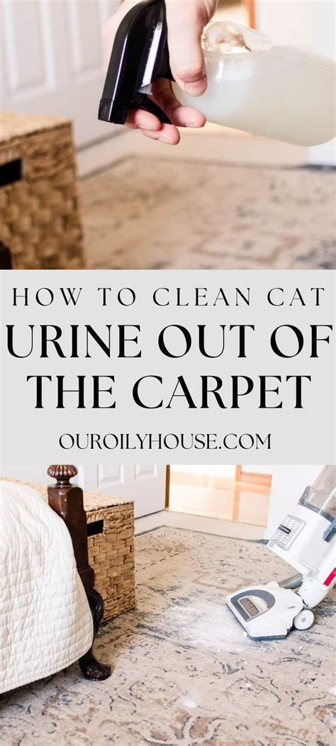 How To Remove Cat Pee From Carpet Reddit