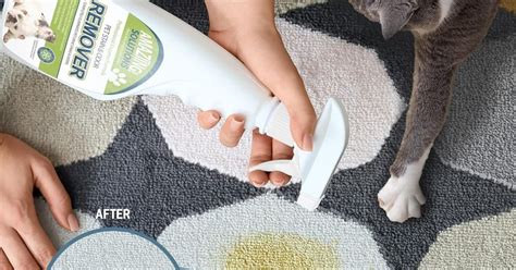 How To Remove Cat Pee Odor From Couch