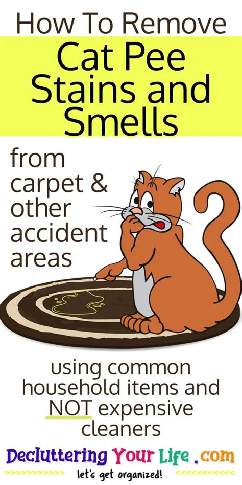 How To Remove Cat Urine From A Couch