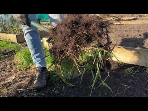 How To Remove Couch Grass From Allotment