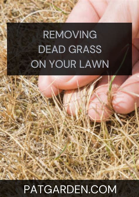 How To Remove Dead Grass From Garden