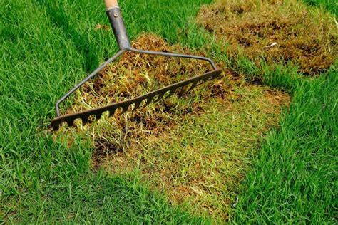 How To Remove Dead Patches Of Grass