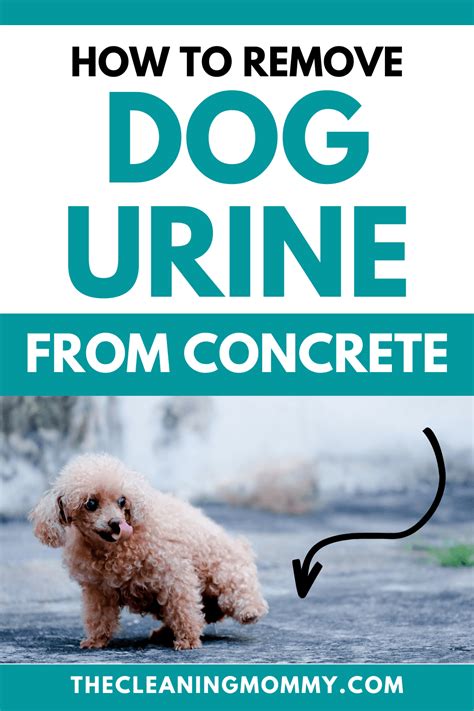 How To Remove Dog Pee From Cement