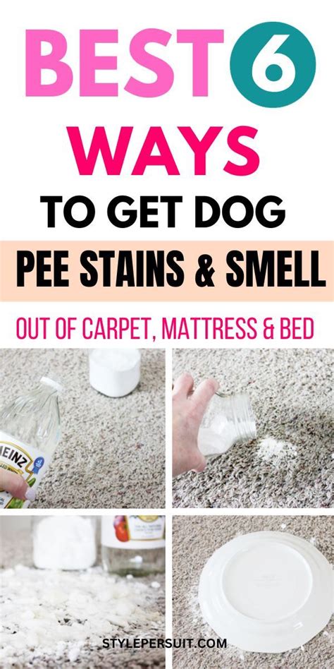 How To Remove Dog Pee From Fabric